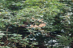 Spatholobus parviflorus